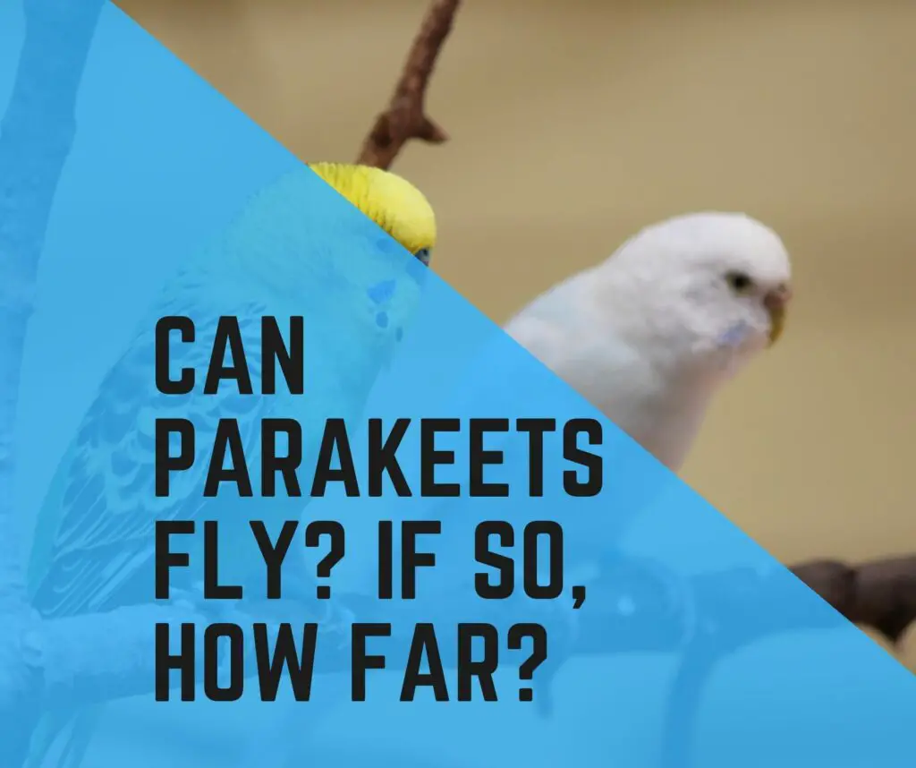 Can Parakeets Fly?How Far and How Long?
