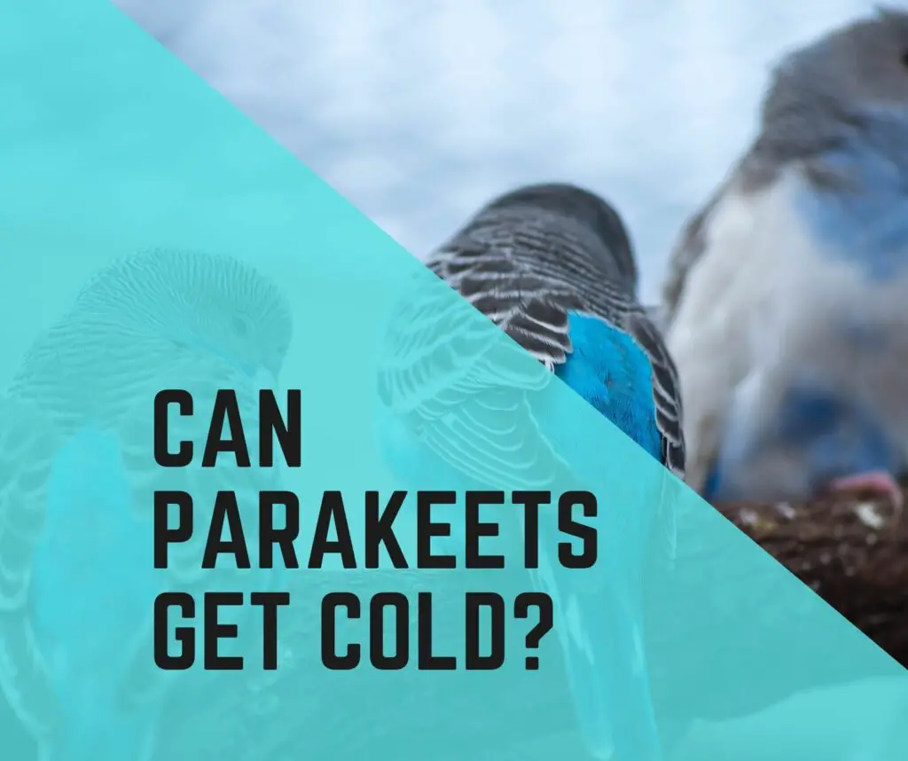 Can Parakeets Get Cold