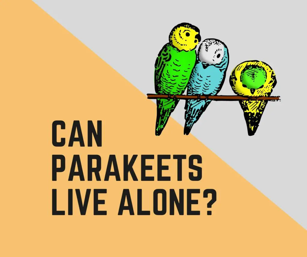 Can Parakeets Live Alone