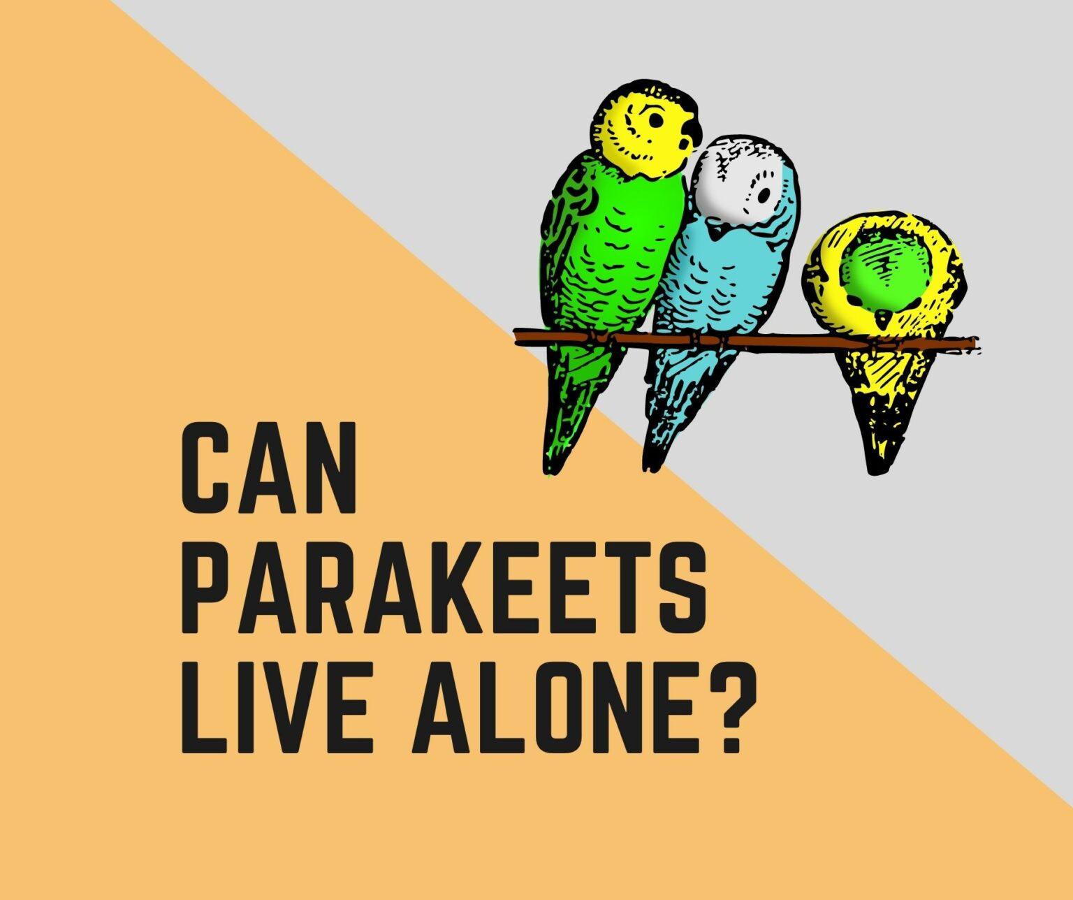 Can Parakeets Live Alone?+Do They Need a Companion? - Birds News