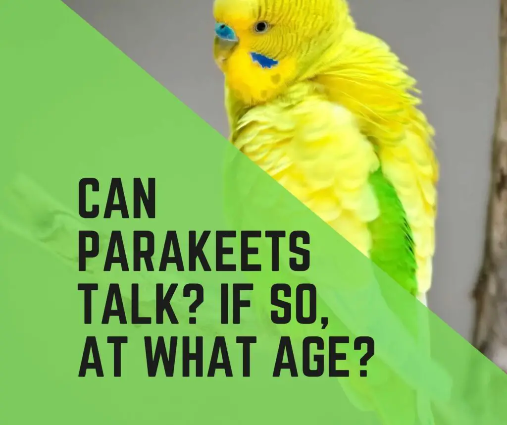 Can Parakeets Talk? at what age