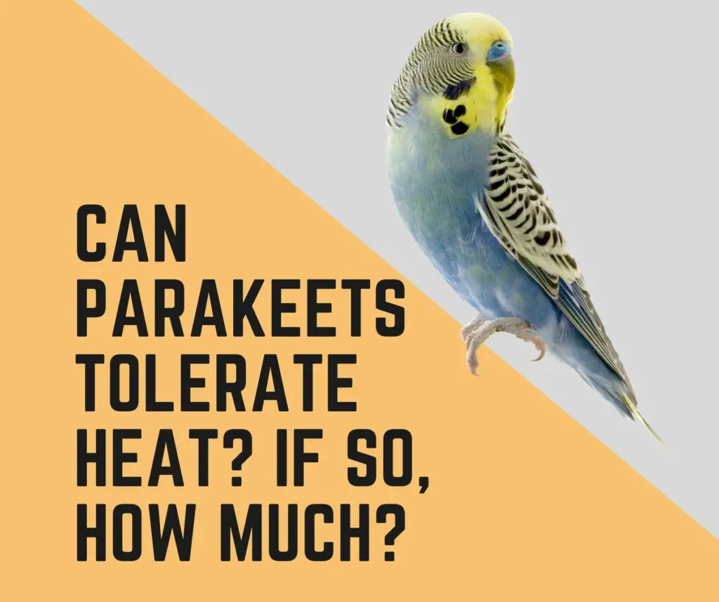 Can Parakeets Tolerate Heat