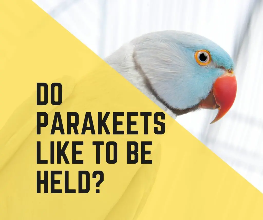 Do Parakeets Like To Be Held