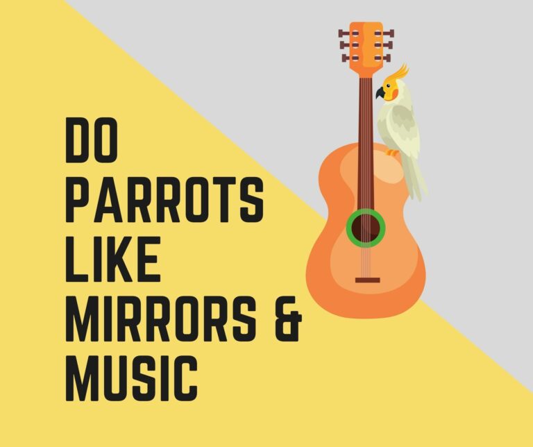 Do Parrots Like Mirrors & Music