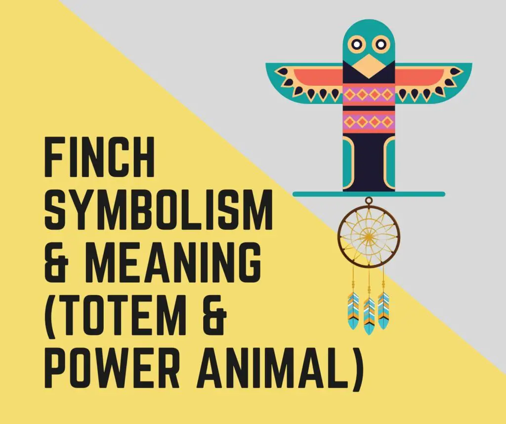 Finch Symbolism Totem Omens and Spiritual Meaning