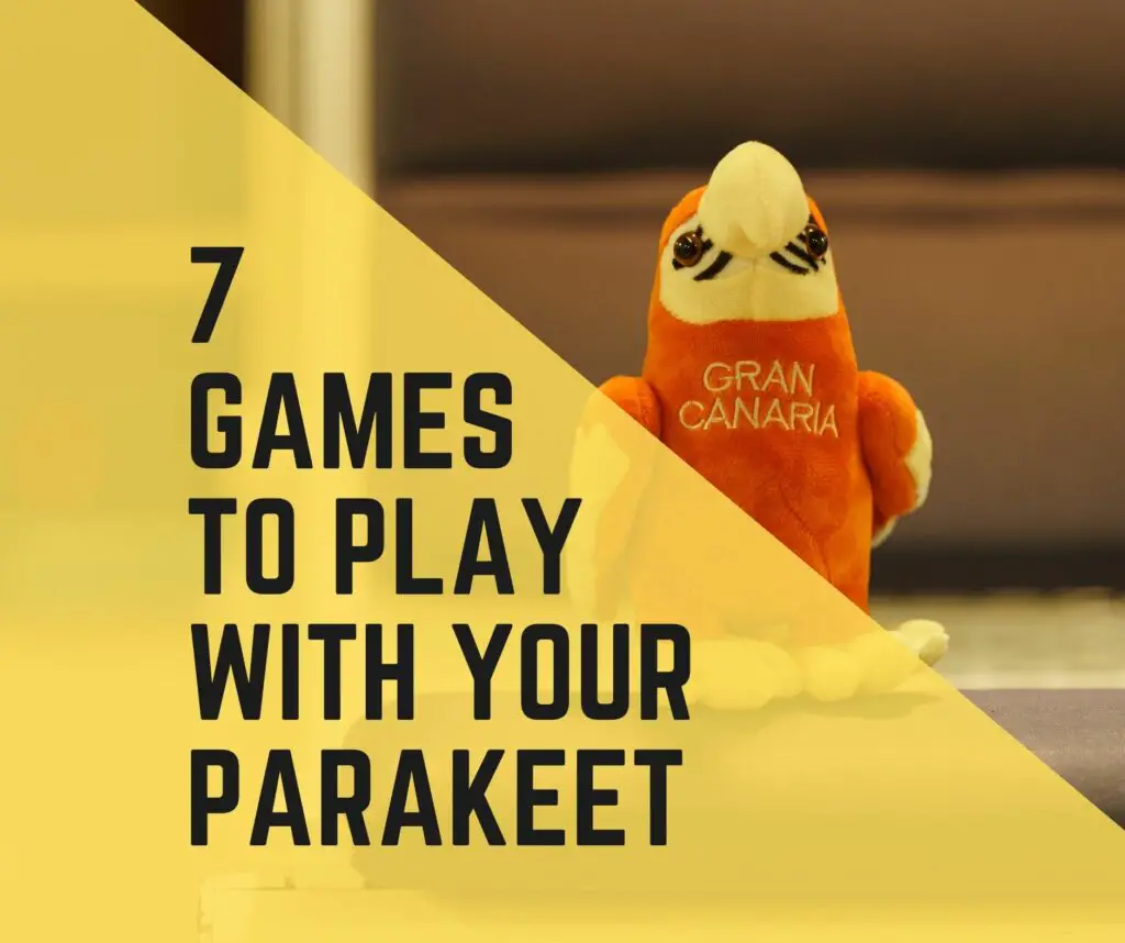 Games To Play With Your Parakeet