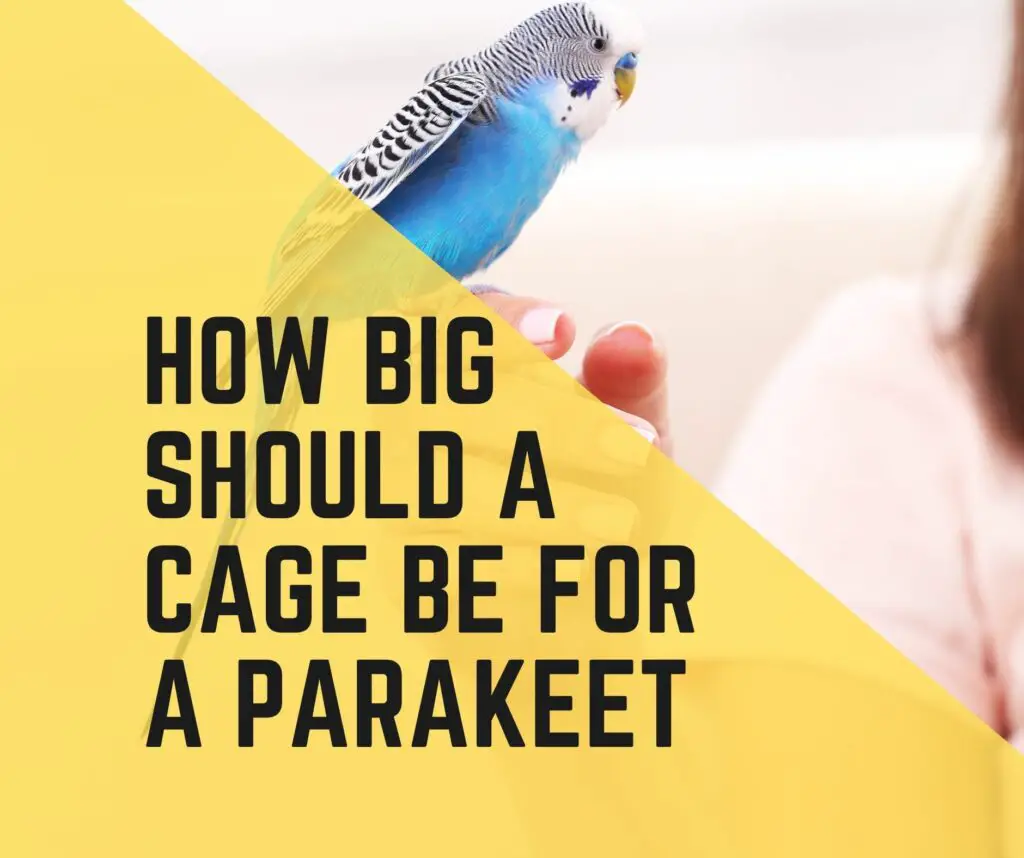 How Big Should A Cage Be For A Parakeet