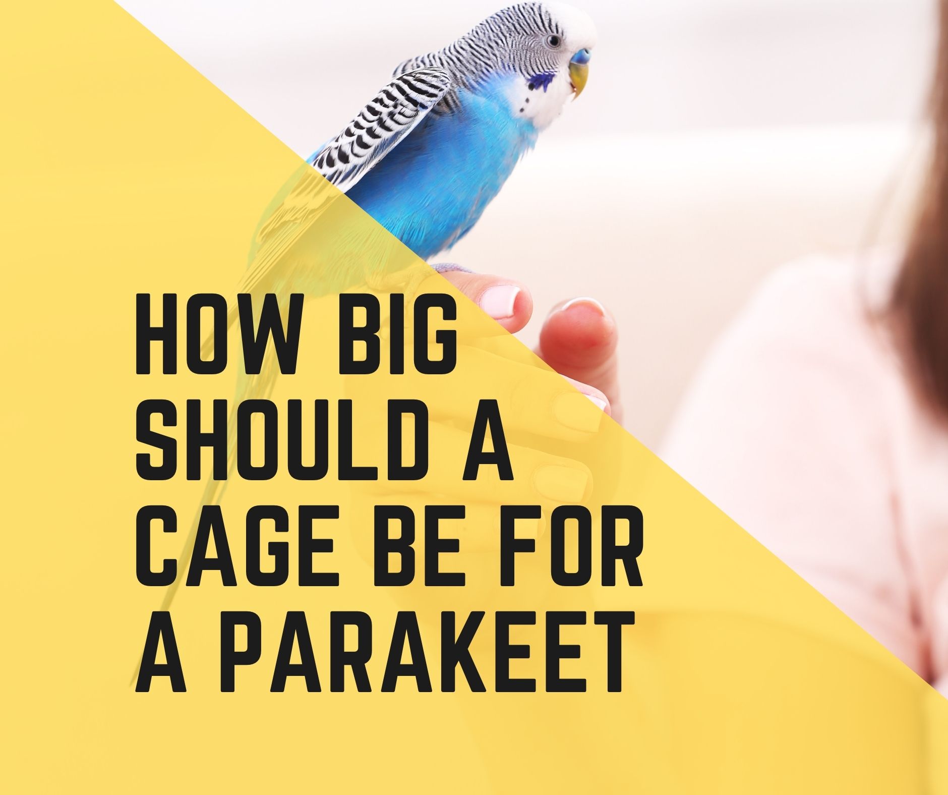 How Big Should A Cage Be For A Parakeet? (2022 Review) Birds News