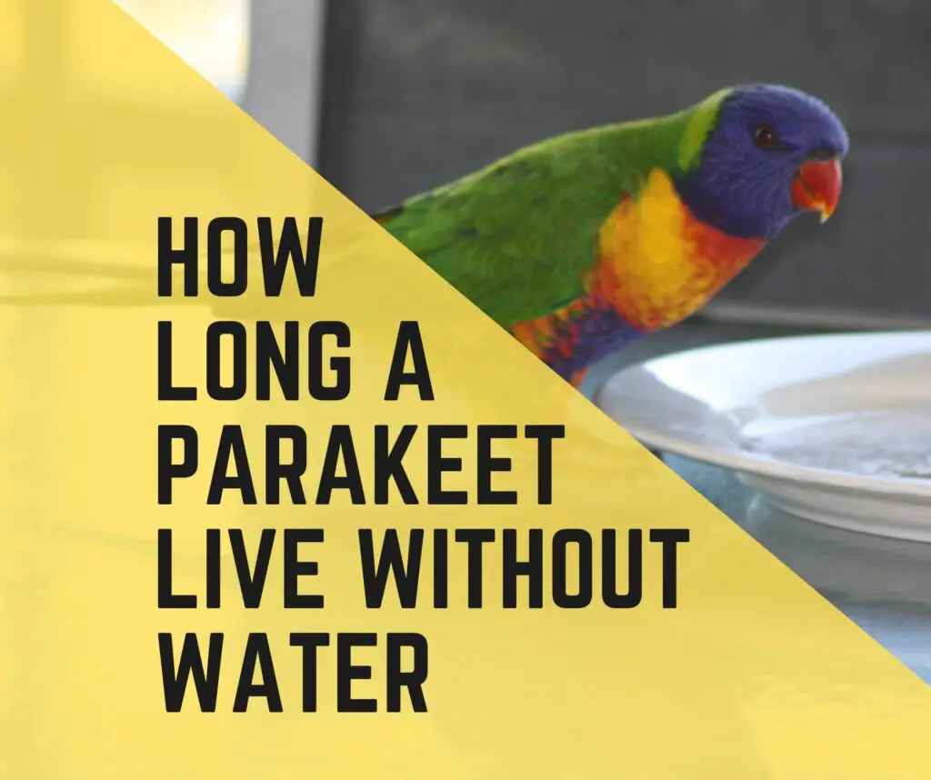 How Long Can A Parakeet Live Without Water
