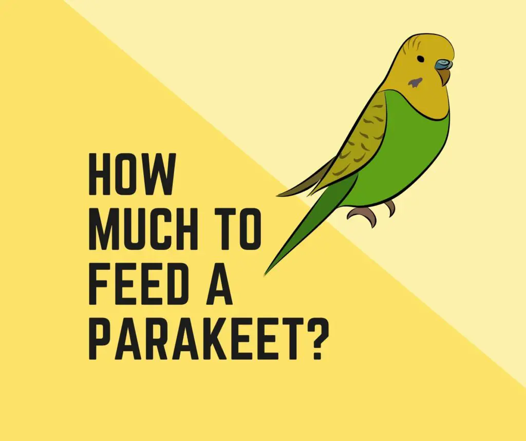 How Much To Feed A Parakeet Diet Serving Guide