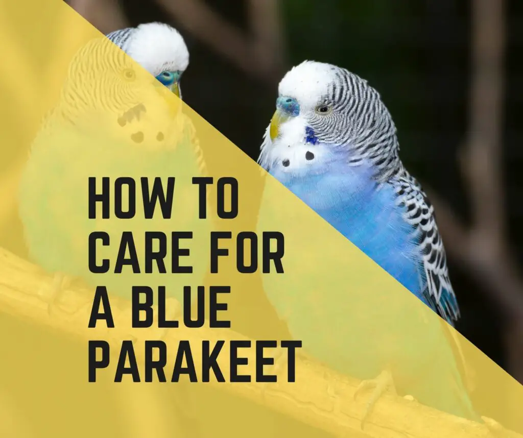 How To Care For A Blue Parakeet