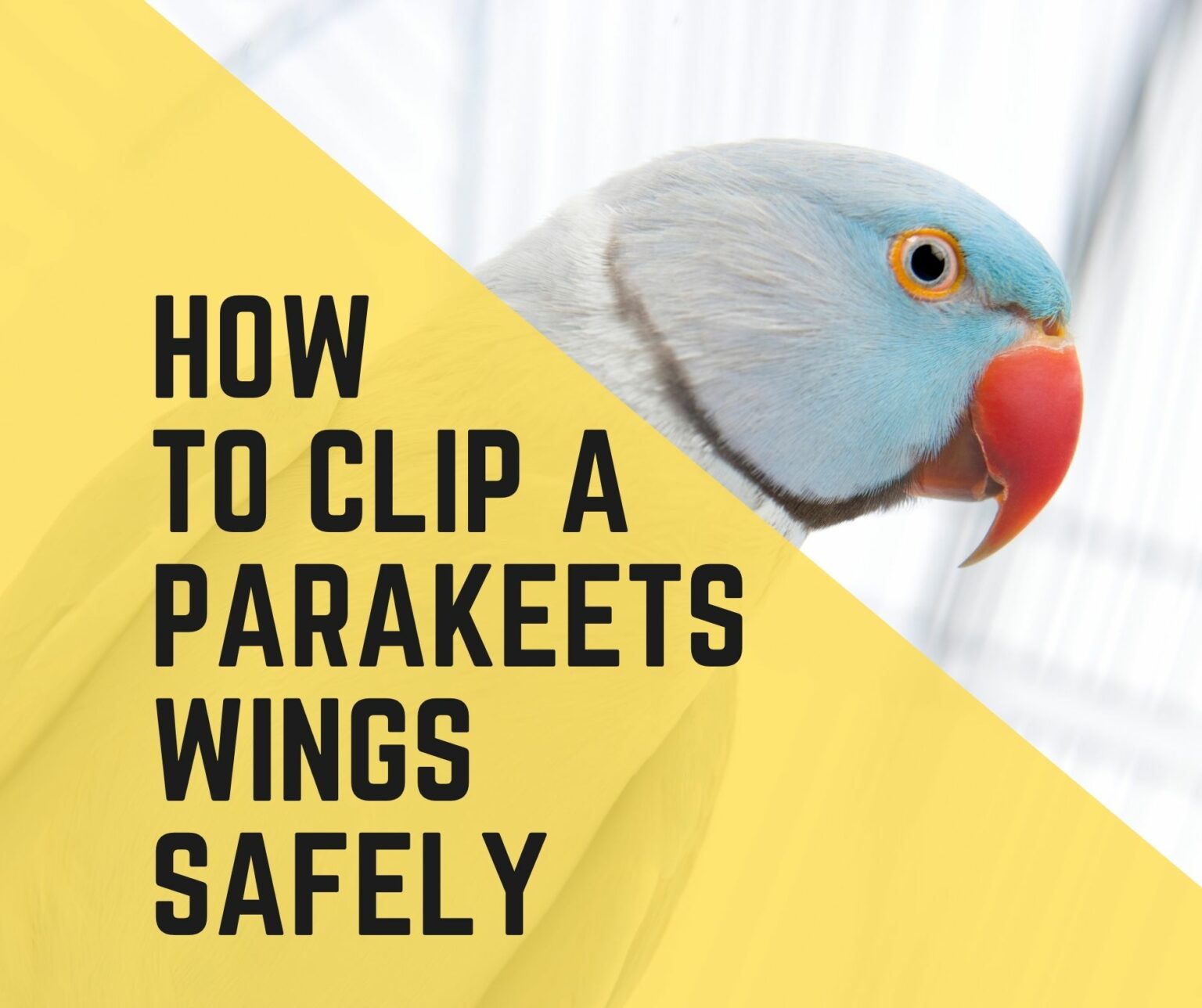 5 Ways How To Clip A Parakeets Wings Safely - Birds News