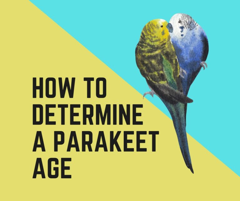 How To Determine Parakeet Age