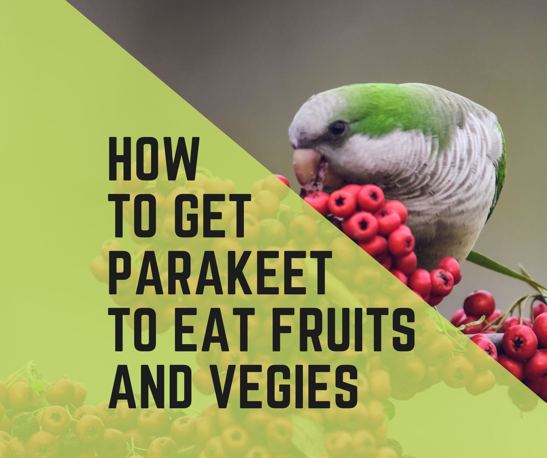 How To Get My Parakeet To Eat Fruits And Vegetables