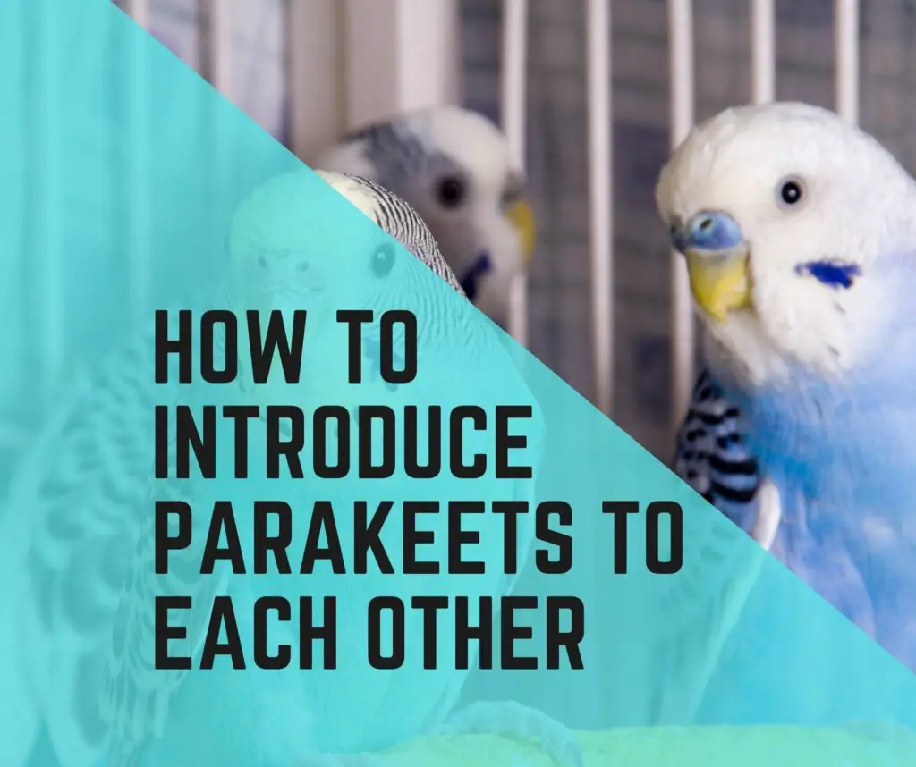 How To Introduce A New Parakeet To Another