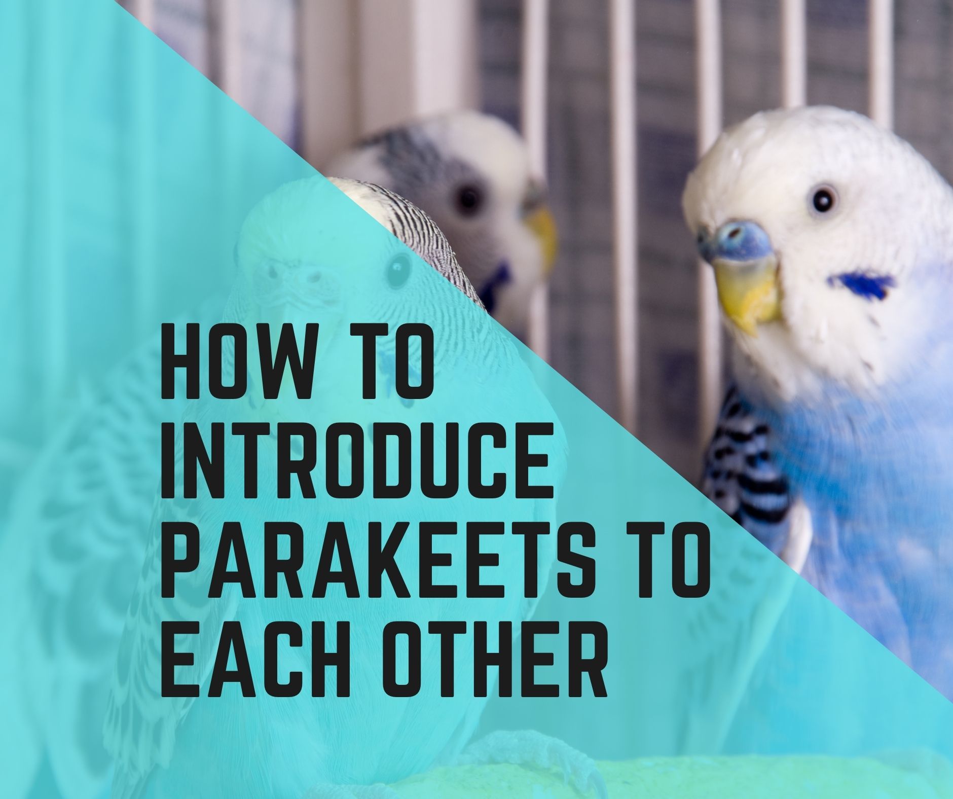5 Ways How To Introduce A New Parakeet To Another? Birds News