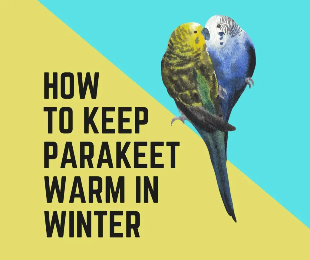 How To Keep Your Parakeet Warm In The Winter