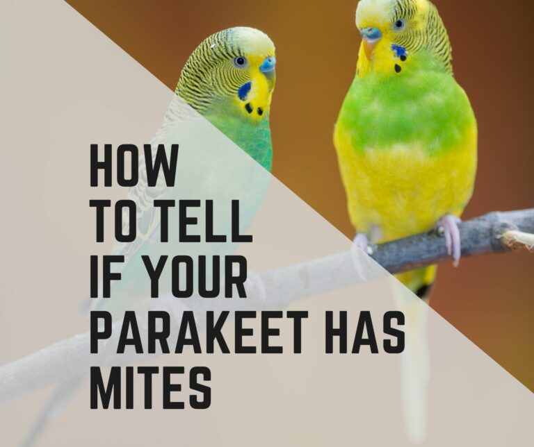 How To Tell If Your Parakeet Has Mites?