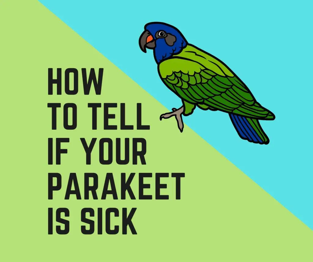 How To Tell If Your Parakeet Is Sick