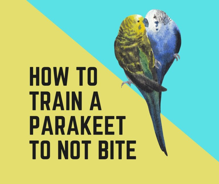 Do Parakeets bite? + How To Train A Parakeet To Not Bite?