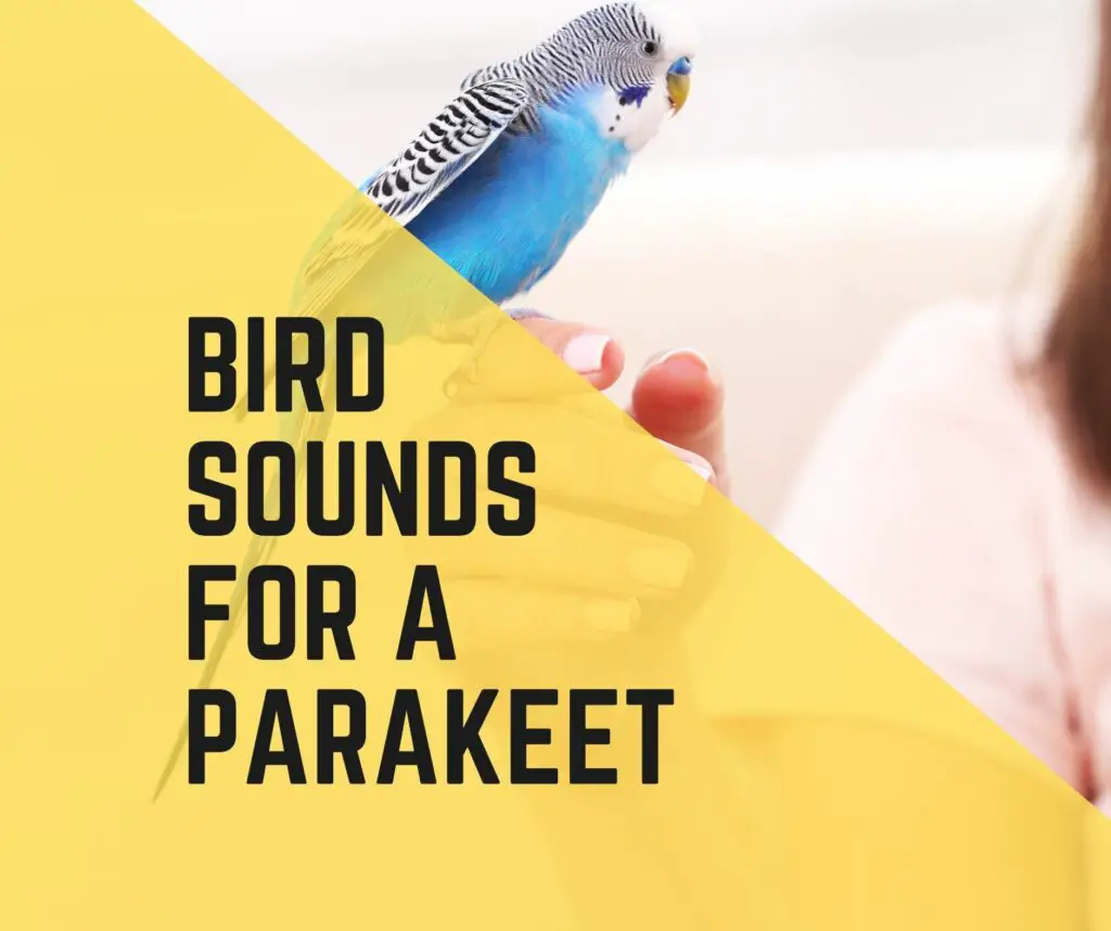 Is It Good To Play Bird Sounds For A Parakeet