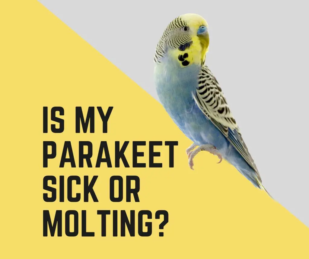 Is My Parakeet Sick Or Molting (Why Do Parakeets Molt)