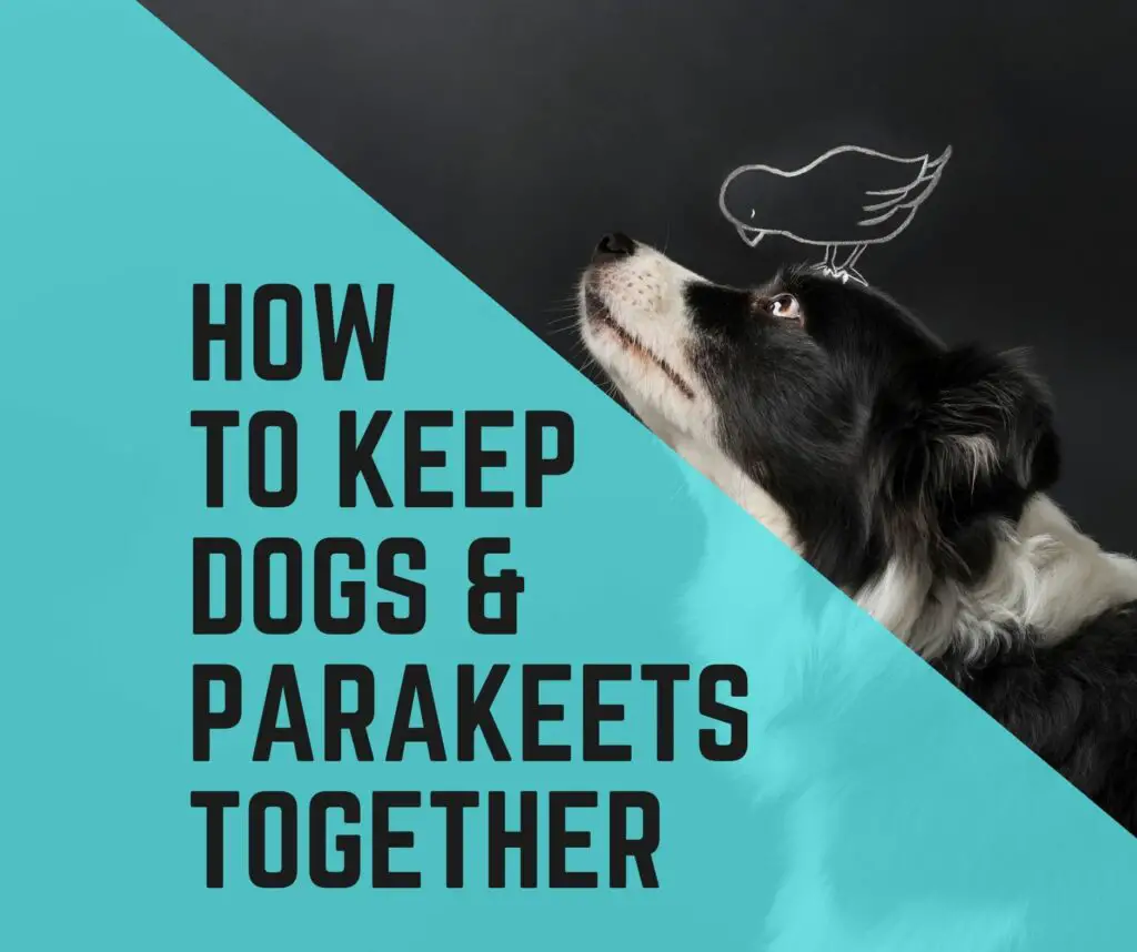 Keeping Dogs And Parakeet Together