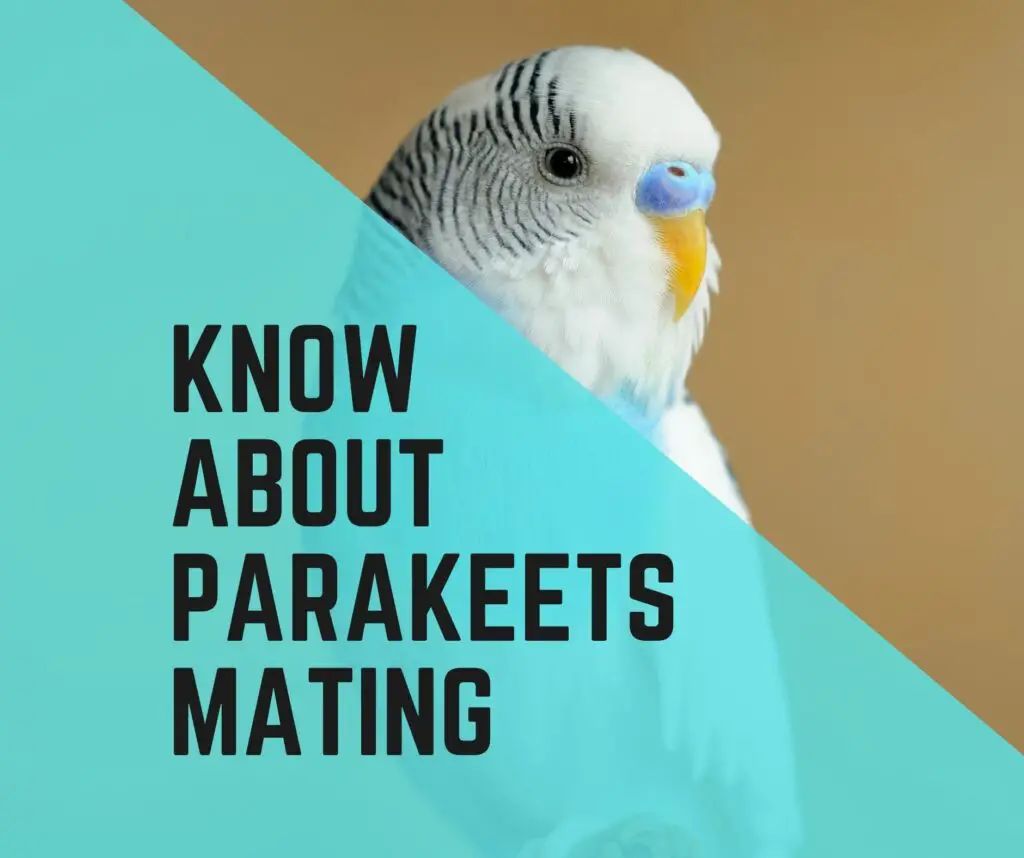 All You Need To Know About Parakeets Mating