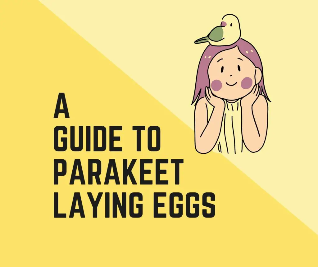 Parakeet Laying Eggs