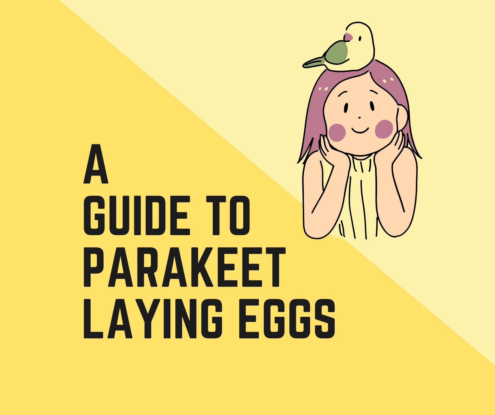 All About Parakeet Laying Eggs+Do parakeets lay unfertilized eggs