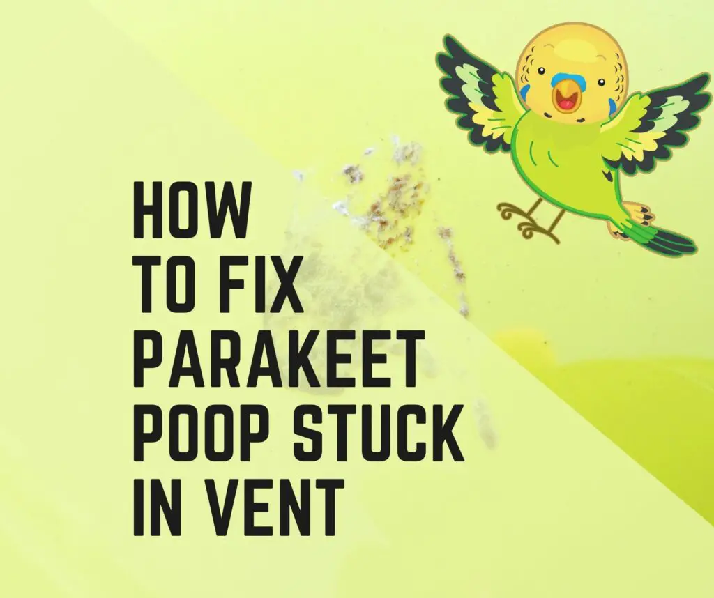 Parakeet Poop Stuck To Vent
