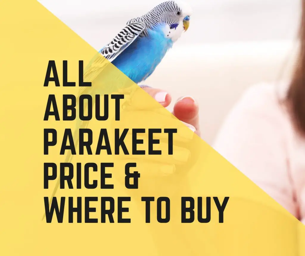 Parakeet Price and Where To Buy