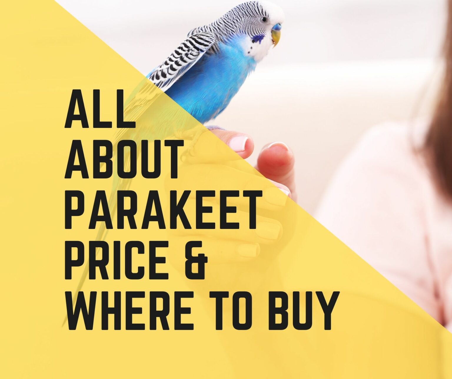 Parakeet Price