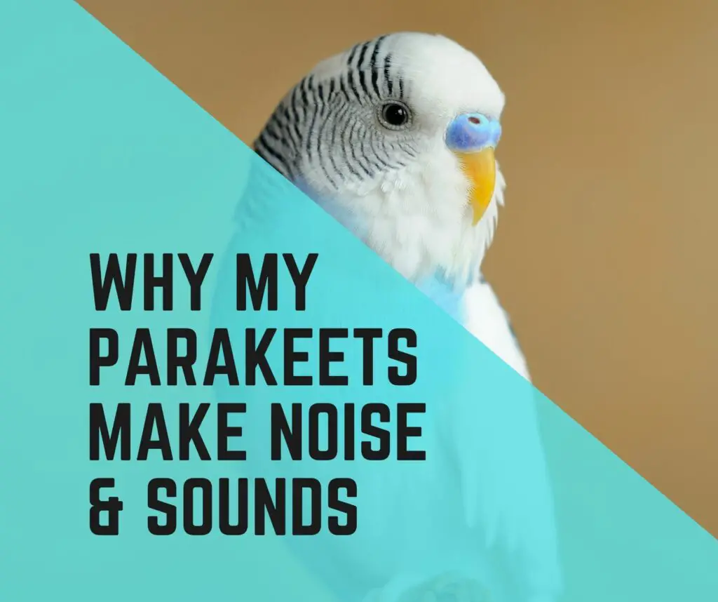 Parakeets Making Noise & Sounds