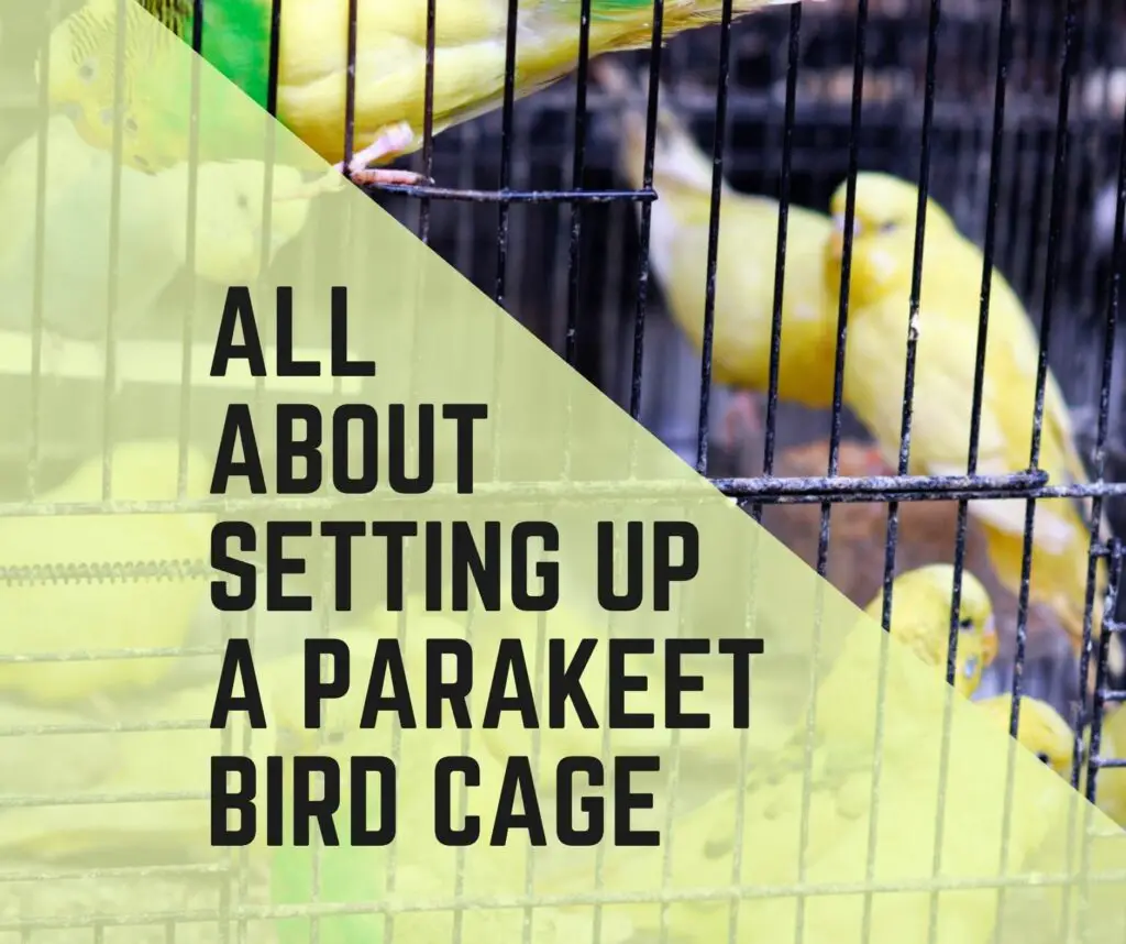 Setting Up A Parakeet Bird Cage