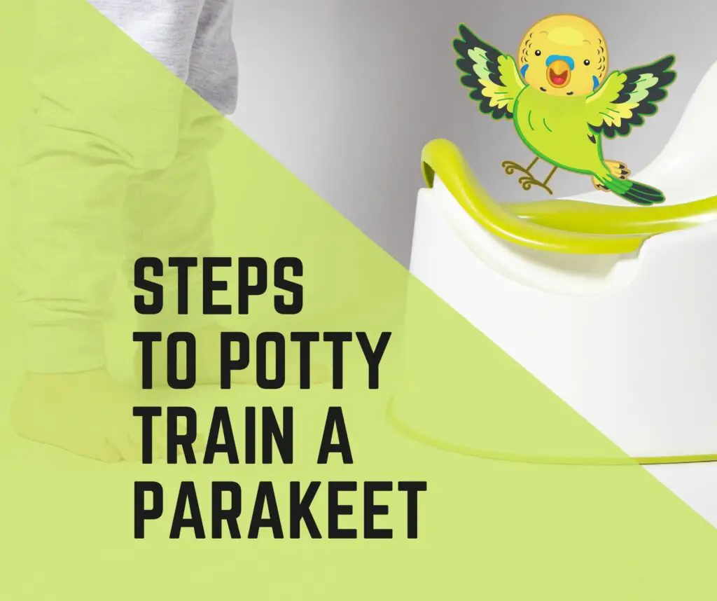 Steps To Potty Train A Parakeet