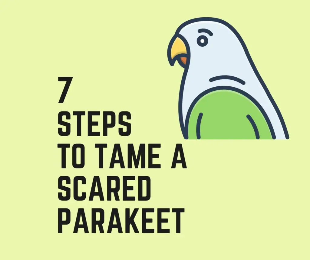 Steps To Tame A Scared Parakeet