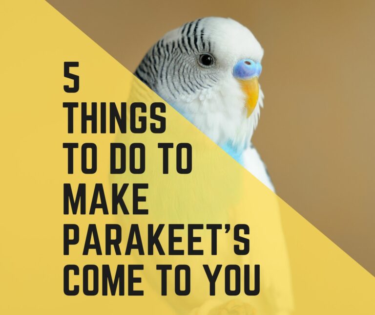 Things To Do To Get A Parakeet To Come To You