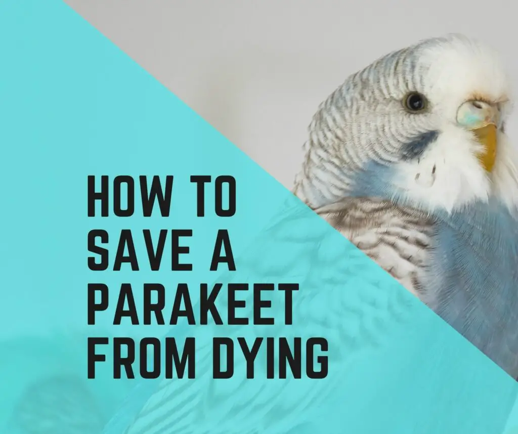 Things To Do To Save A Parakeet From Dying