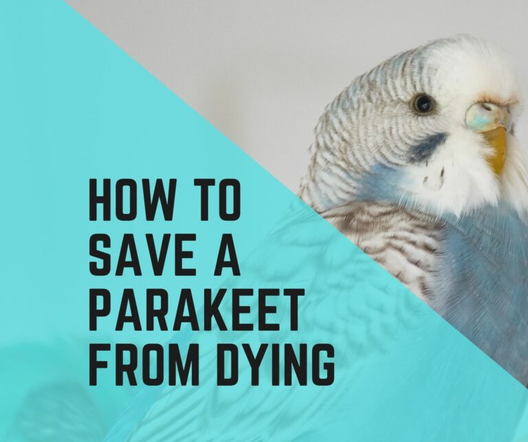 Things To Do To Save A Parakeet From Dying