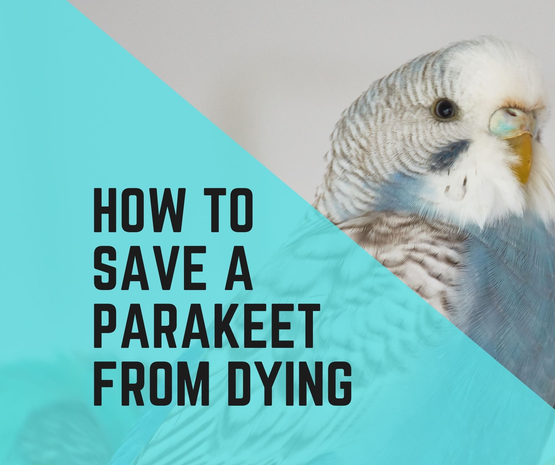 5 Things To Do To Save A Parakeet From Dying Birds News