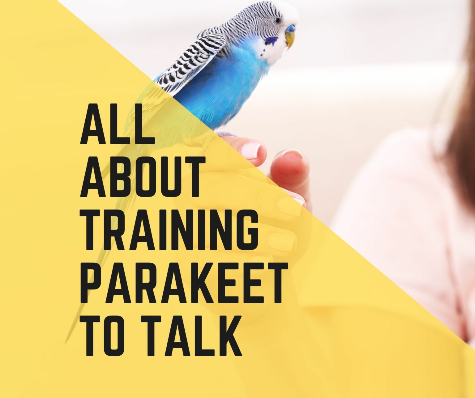 How To Train Plum Headed Parakeet (Training & Taming Guide) Birds News