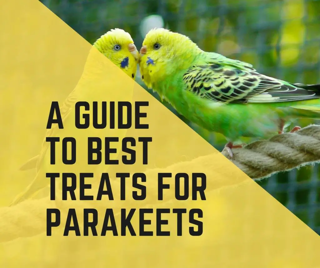 Best Treats For Parakeets