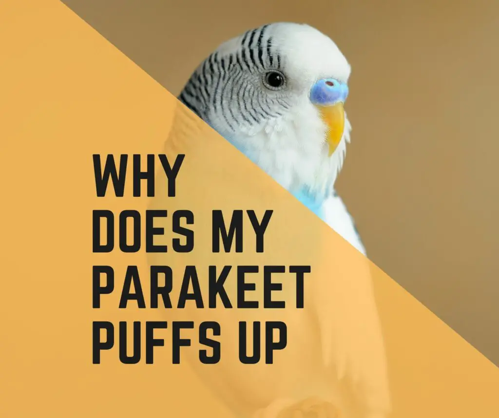 What Does It Mean When Your Parakeet Is Puffed Up