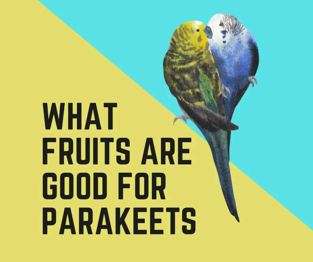 What Fruits Are Good For Parakeets