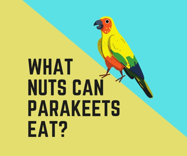 What Nuts Can Parakeets Eat?+(Safe Nuts List in 2022)
