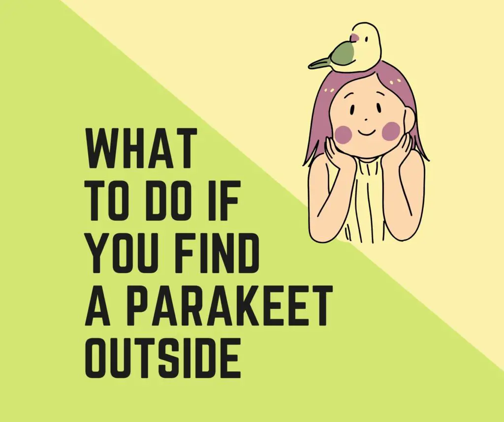 What To Do If You Find A Parakeet Outside
