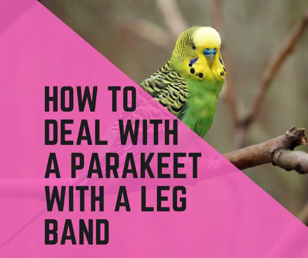 What To Do When Found A Parakeet With A Leg Band