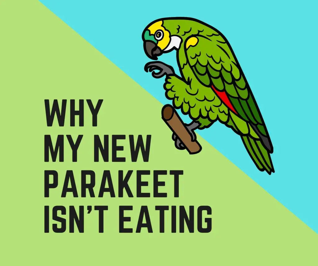 What To Do When New Parakeet Not Eating