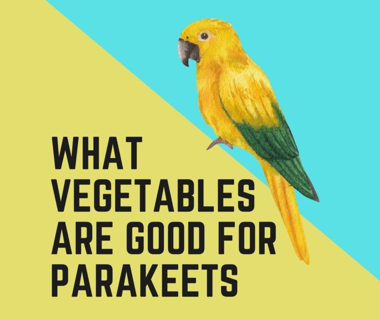 What Vegetables Are Good For Parakeets? In 2022